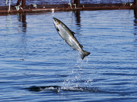 Salmon 1